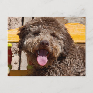 Postal Lagotto Romagnolo acostado en un banco de madera