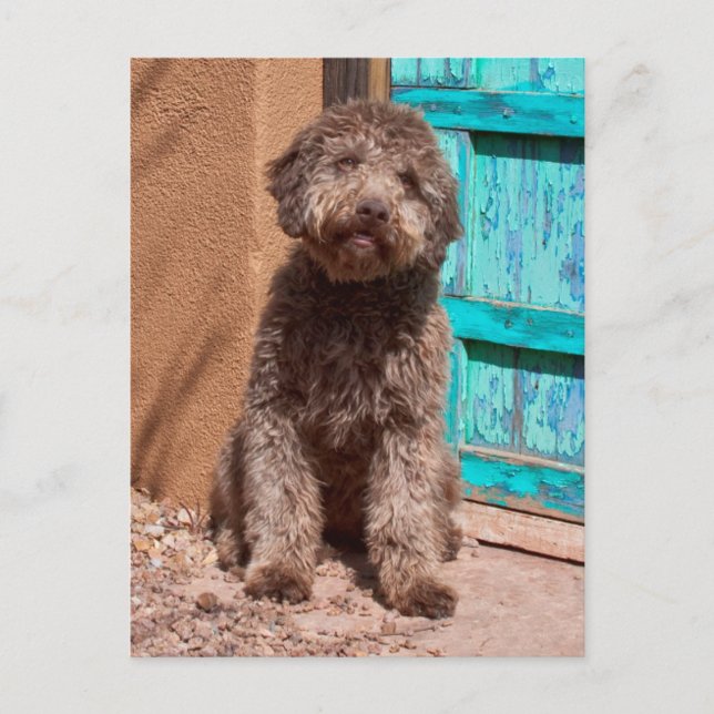Postal Lagotto Romagnolo que espera por una puerta azul (Anverso)