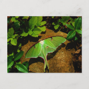 Postal Lágrima luna verde gigante