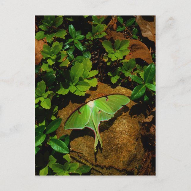 Postal Lágrima luna verde gigante (Anverso)