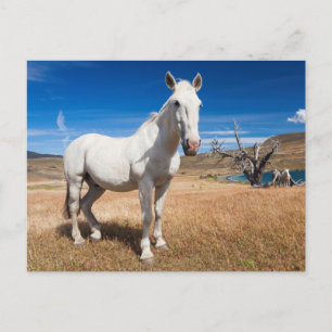 Postal Laguna Azul, paisaje con caballos