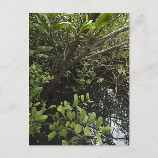 Postal Laguna de sal tropical (Anverso)