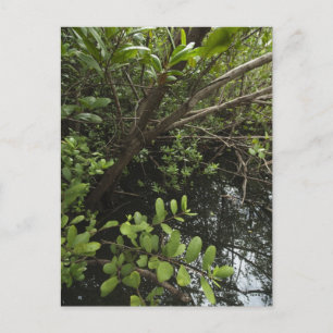 Postal Laguna de sal tropical