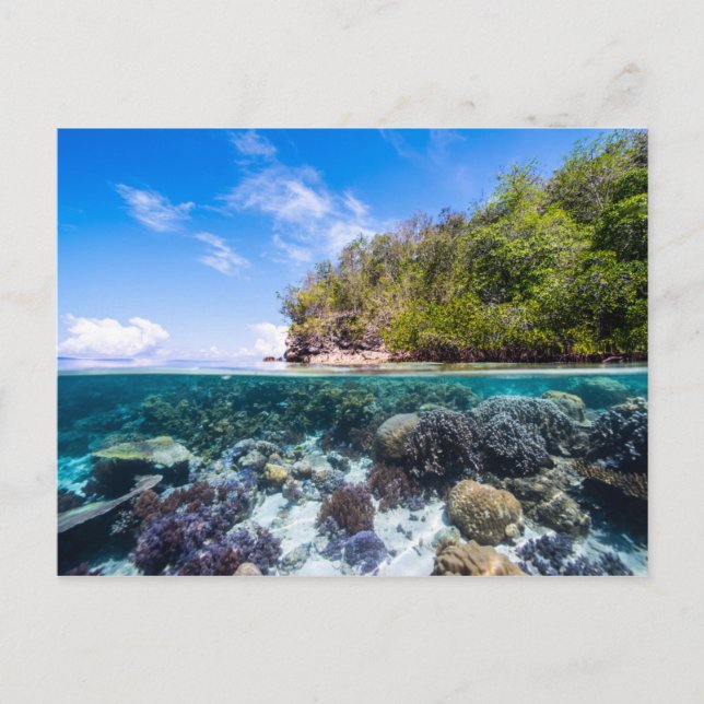 Postal Laja Ampat Subacuático 2 (Anverso)