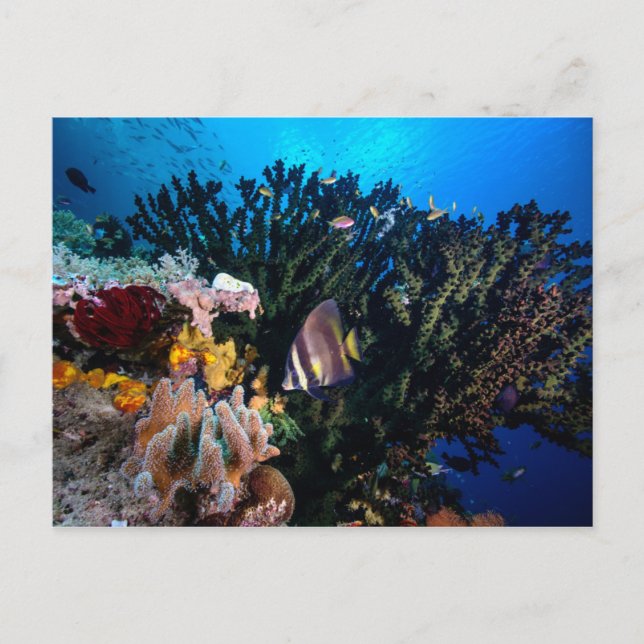 Postal Laja Ampat Subacuático 4 (Anverso)