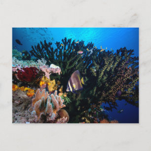 Postal Laja Ampat Subacuático 4