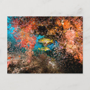 Postal Laja Ampat Subacuático 6