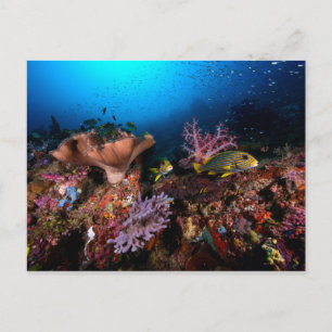 Postal Laja Ampat Underwater
