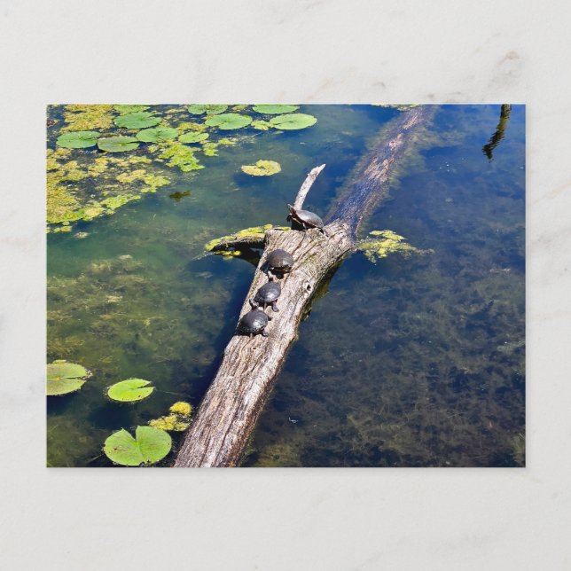 Postal Lake Erie Metropark Turtle Log Vertical (Anverso)