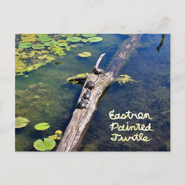 Postal Lake Erie Metropark Turtle Log Vertical con texto (Anverso)