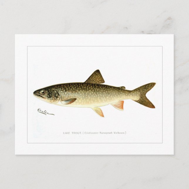 Postal Lake Trout (Anverso)