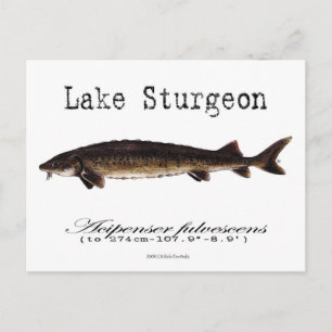 Postal Lake-White-Postcard