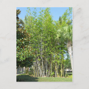 Postal Lakeside Bamboo