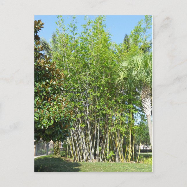 Postal Lakeside Bamboo (Anverso)