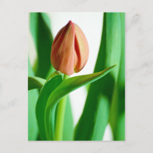 Postal lala Tulip Postcard