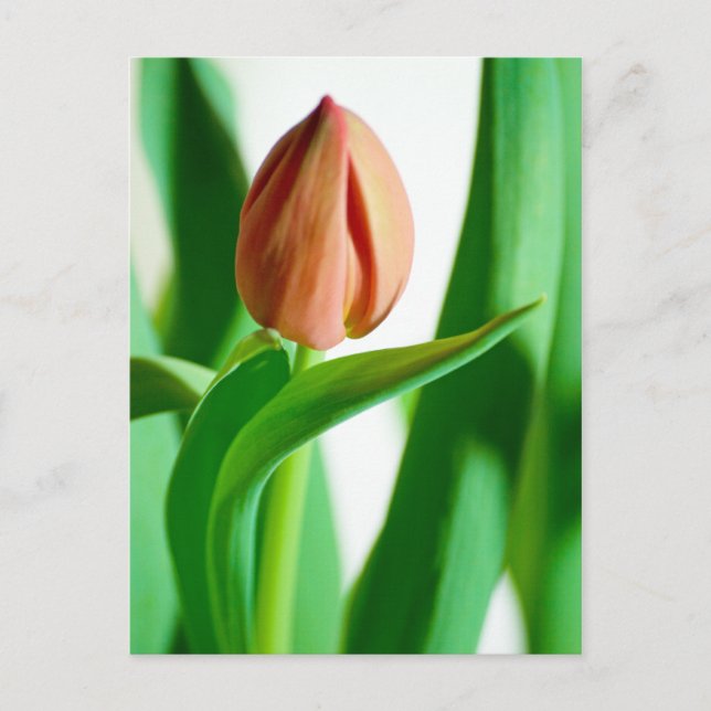 Postal lala Tulip Postcard (Anverso)