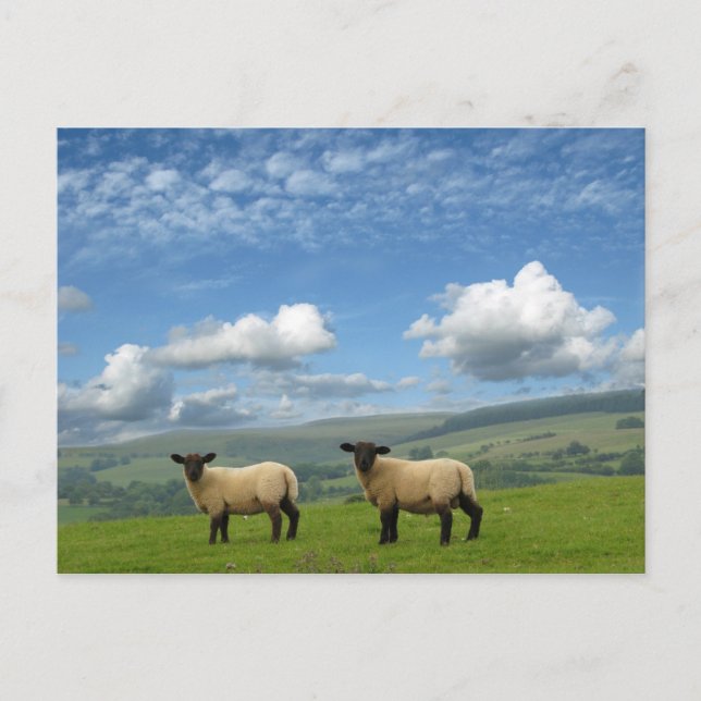 Postal Lambs (Anverso)