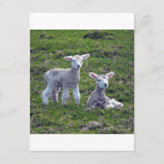 Postal Lambs de Nueva Zelanda (Anverso)