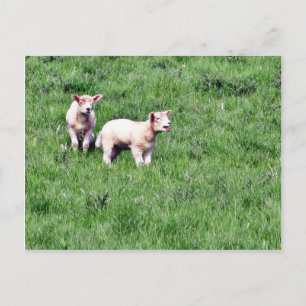 Postal Lambs Sheep