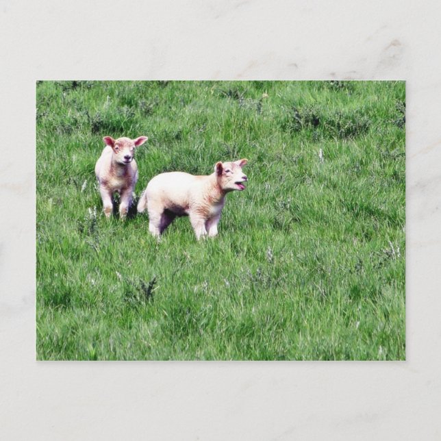 Postal Lambs Sheep (Anverso)