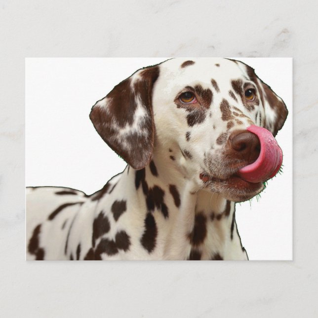 Postal lamido de hígado dálmata (Anverso)