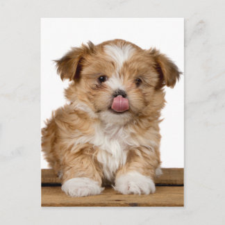 Postal Lamiendo la nariz con un cachorro.