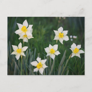 Postal Láminas de primavera amarilla y blanca