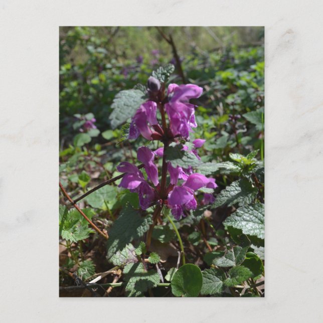 Postal Lamium purpureum (ortiga muerta púrpura) en flor (Anverso)
