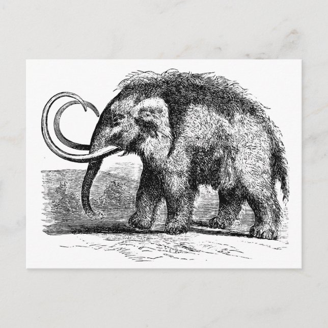 Postal lana-mamut-2 (Anverso)