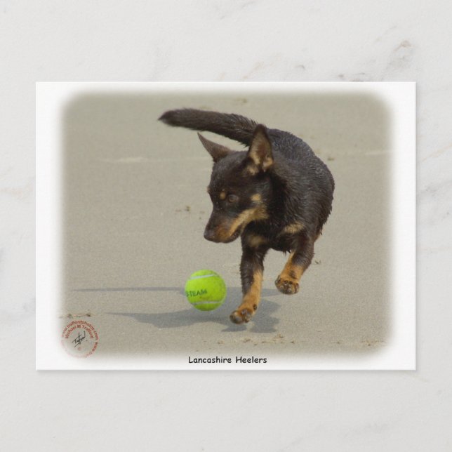 Postal Lancashire Heeler 9R056D-248 (Anverso)