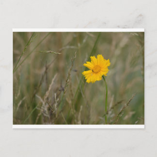 Postal Lanceleaf Coreopsis