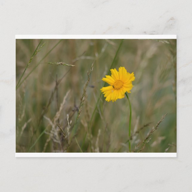 Postal Lanceleaf Coreopsis (Anverso)