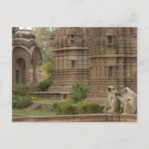 Postal Langures de Hanuman o langur gris, común o de cara