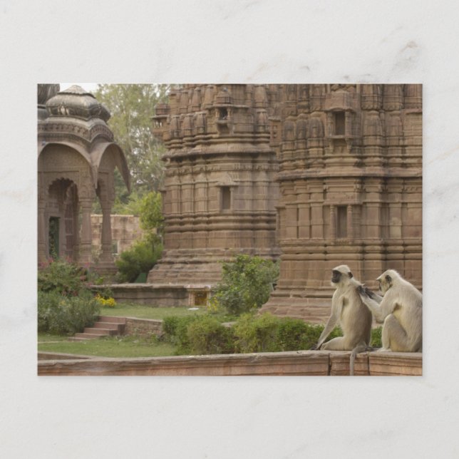 Postal Langures de Hanuman o langur gris, común o de cara (Anverso)