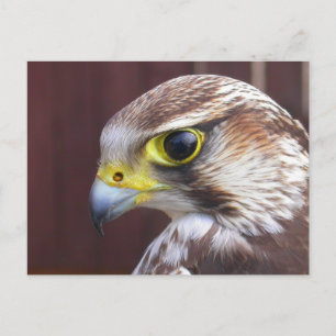 Postal Lanner Falcon