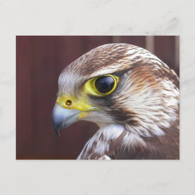 Postal Lanner Falcon (Anverso)