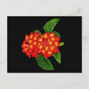 Postal Lantana