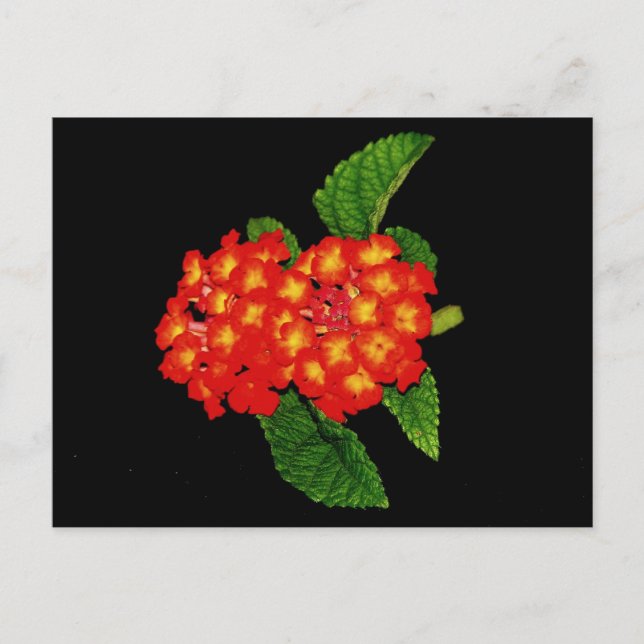 Postal Lantana (Anverso)
