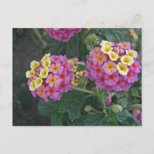 Postal Lantana 1