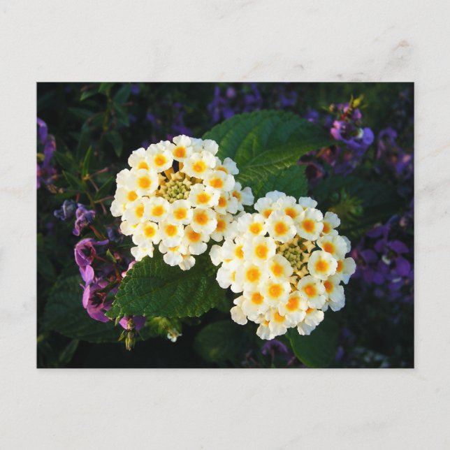 Postal Lantana blanca y amarilla (Anverso)
