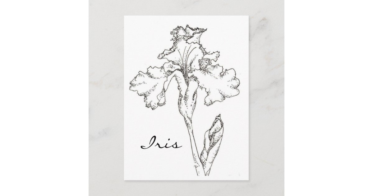 Postal Lápiz de flor de primavera Iris y dibujo de tinta 