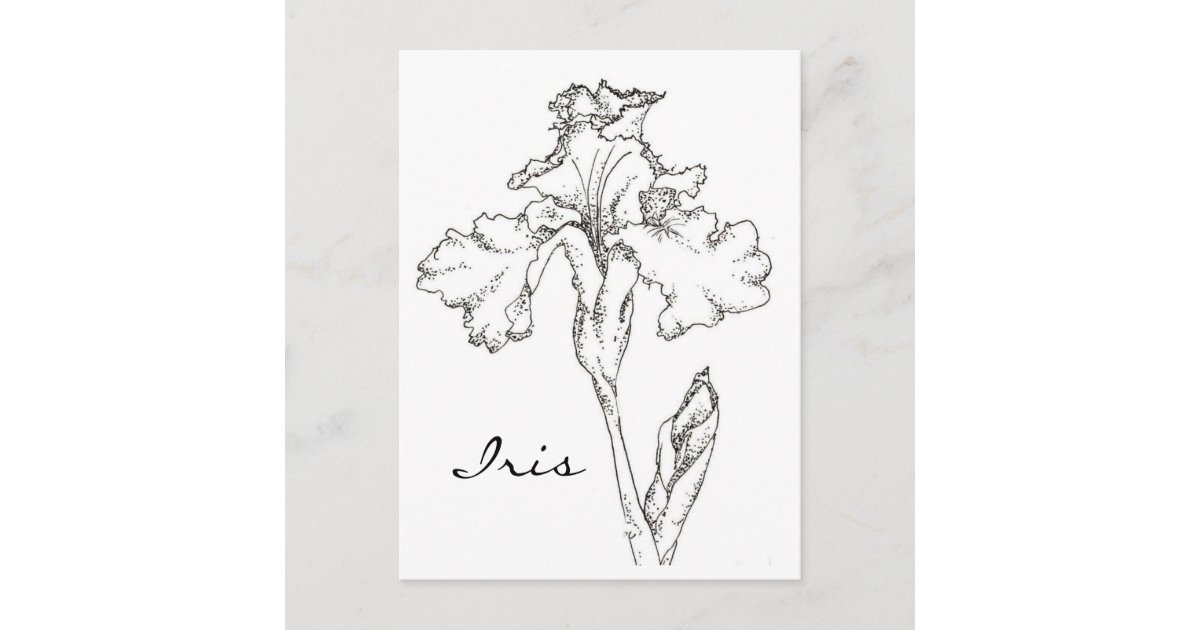 Postal Lápiz de flor de primavera Iris y dibujo de tinta Postal Lápiz de flor de primavera Iris y dibujo de tinta