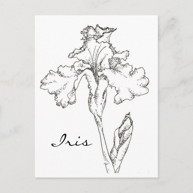 Postal Lápiz de flor de primavera Iris y dibujo de tinta (Anverso)
