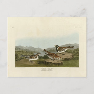 Postal Lapland Long-spur, de Aves de América de Audubon