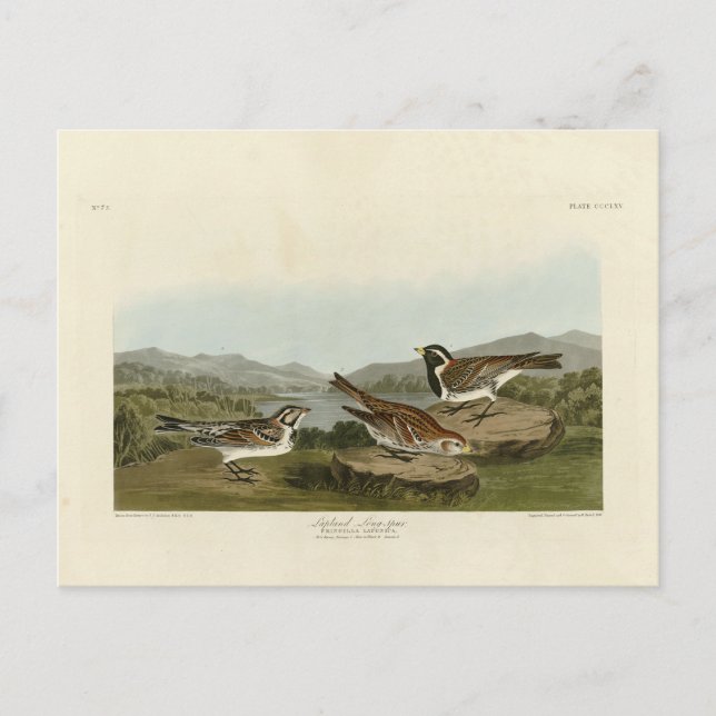 Postal Lapland Long-spur, de Aves de América de Audubon (Anverso)