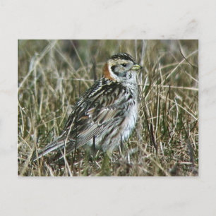 Postal Lapland Longspur
