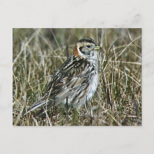 Postal Lapland Longspur (Anverso)