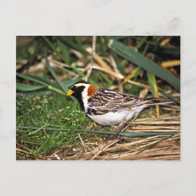 Postal Lapland Longspur (Anverso)