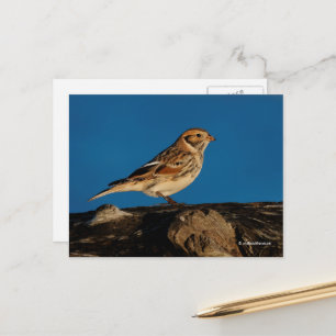Postal Lapland Longspur Bunting Songbird en registro sole