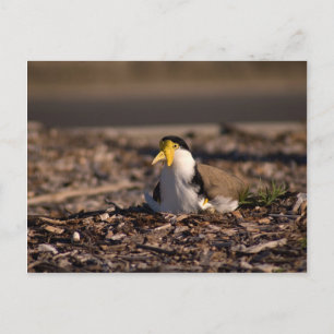 Postal Lapwing enmascarado